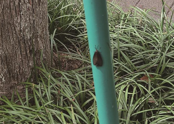 行道樹上飛蛾爆發市民避之不及 園林綠化部門力排“蟲險”